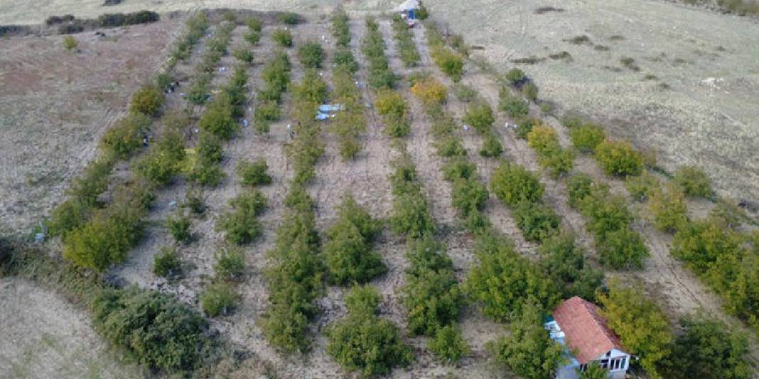 Memuriyeti bitti, üreticiliğe geçti! 12 yıl önce 10 dönüme dikti: 4 yıldır bereketli hasat yapıyor 4